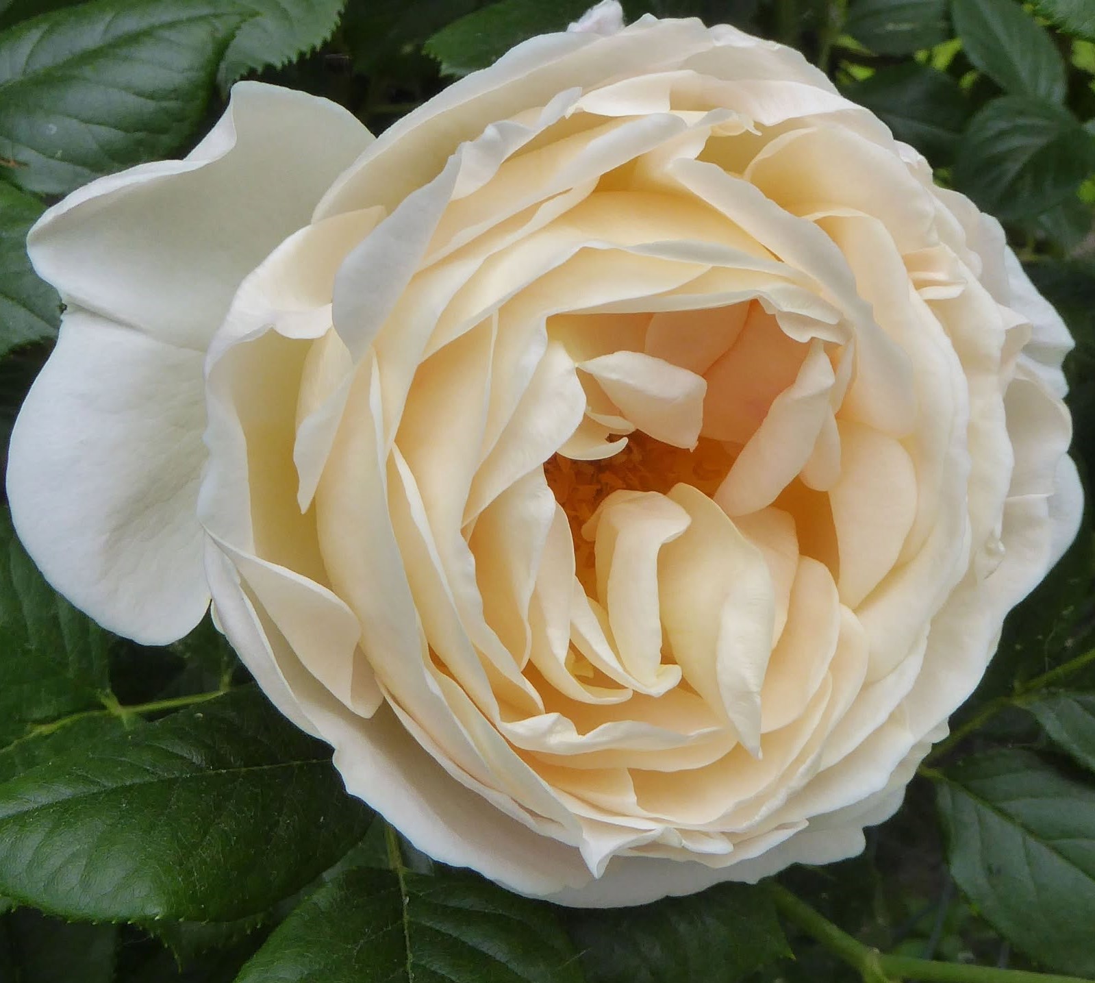 Anglická ruža 'Claire Austin'®